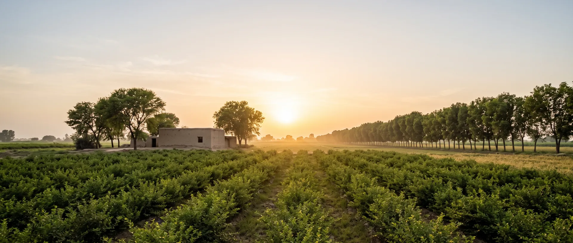 From our farm in Bahawalpur